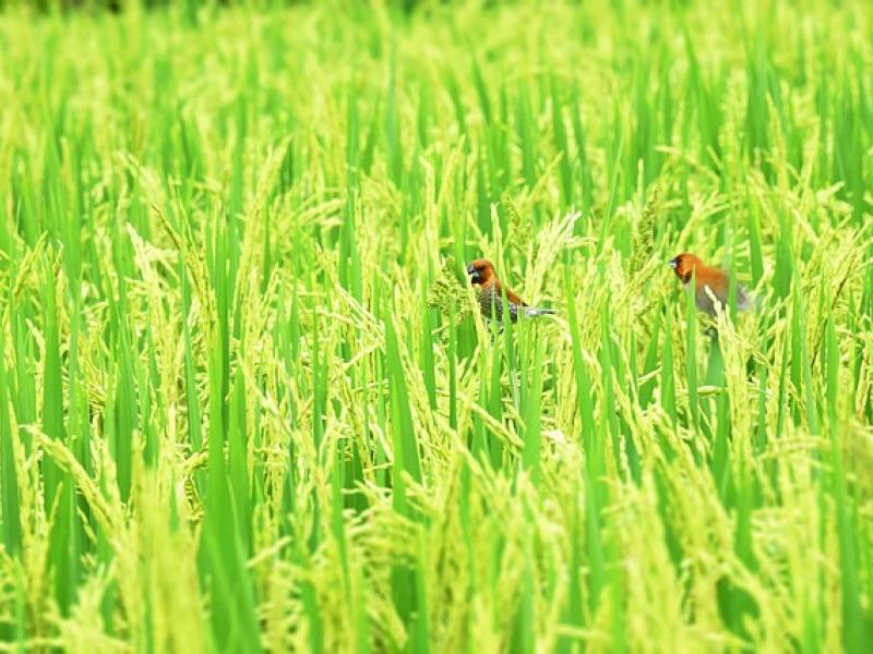 Période d'autorisation des canons effaroucheurs