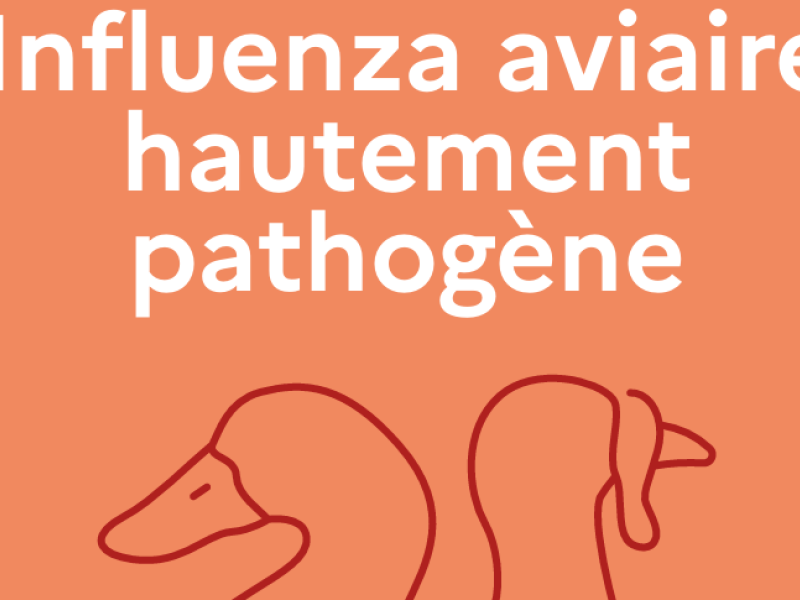 Influenza aviaire ; risque élevé